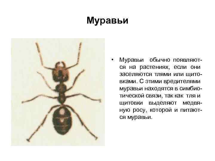 Муравьи • Муравьи обычно появляются на растениях, если они заселяются тлями или щитовками. С