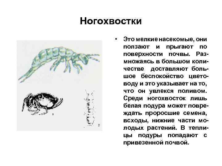Ногохвостки • Это мелкие насекомые, они ползают и прыгают по поверхности почвы. Размножаясь в