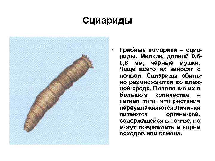 Сциариды • Грибные комарики – сциариды. Мелкие, длиной 0, 60, 8 мм, черные мушки.