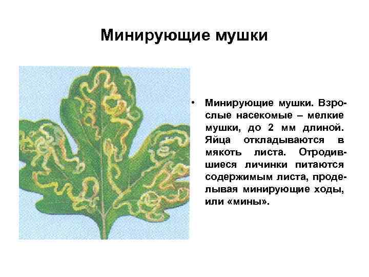 Минирующие мушки • Минирующие мушки. Взрослые насекомые – мелкие мушки, до 2 мм длиной.