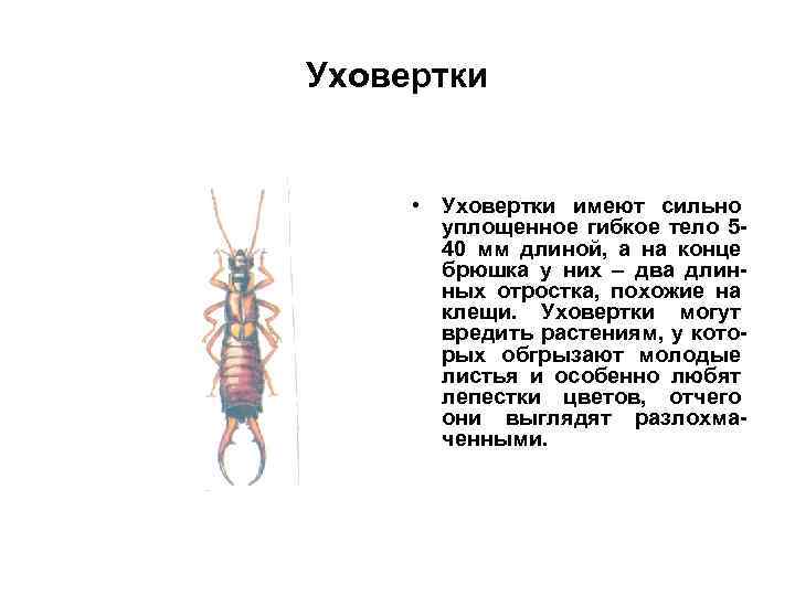 Уховертки • Уховертки имеют сильно уплощенное гибкое тело 540 мм длиной, а на конце