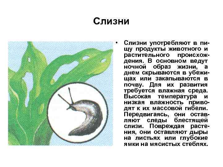 Слизни • Слизни употребляют в пищу продукты животного и растительного происхождения. В основном ведут