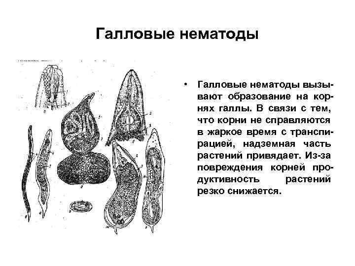 Галловые нематоды • Галловые нематоды вызывают образование на корнях галлы. В связи с тем,