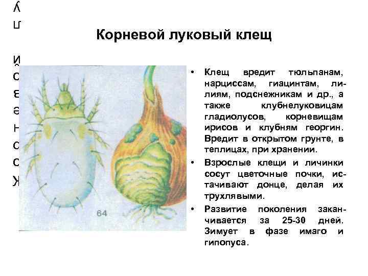 Корневой луковый клещ • • • Клещ вредит тюльпанам, нарциссам, гиацинтам, лилиям, подснежникам и