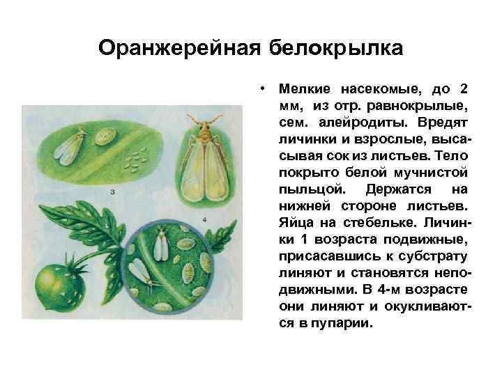 Оранжерейная белокрылка • Мелкие насекомые, до 2 мм, из отр. равнокрылые, сем. алейродиты. Вредят