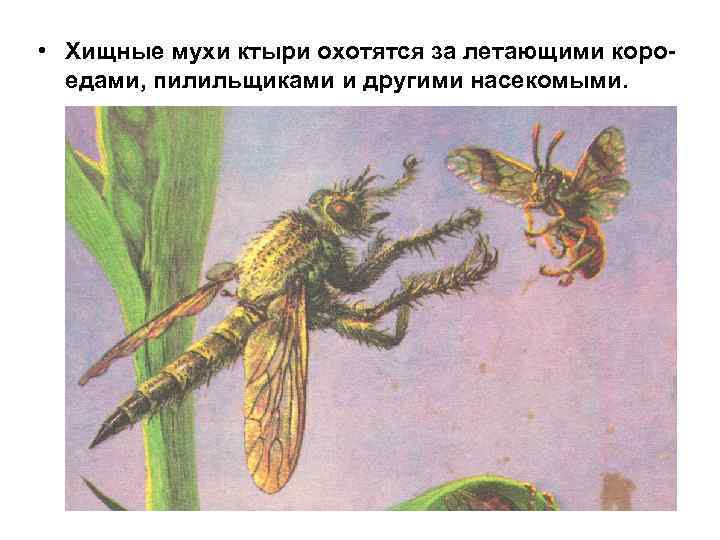  • Хищные мухи ктыри охотятся за летающими короедами, пилильщиками и другими насекомыми. 