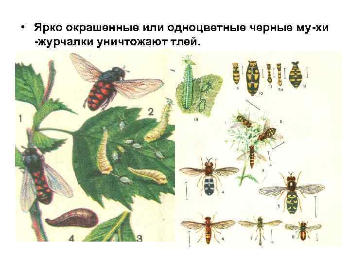  • Ярко окрашенные или одноцветные черные му-хи -журчалки уничтожают тлей. 
