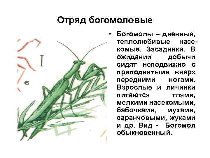 Отряд богомоловые • Богомолы – дневные, теплолюбивые насекомые. Засадники. В ожидании добычи сидят неподвижно