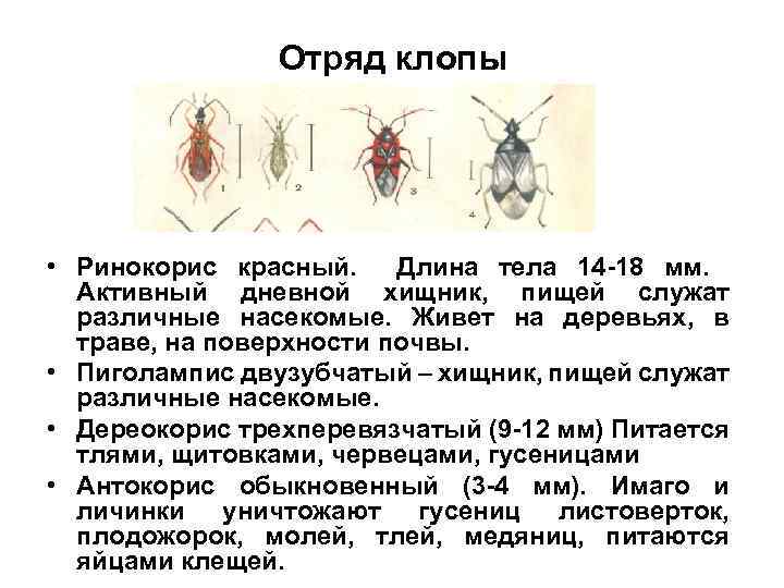 Отряд клопы • Ринокорис красный. Длина тела 14 -18 мм. Активный дневной хищник, пищей