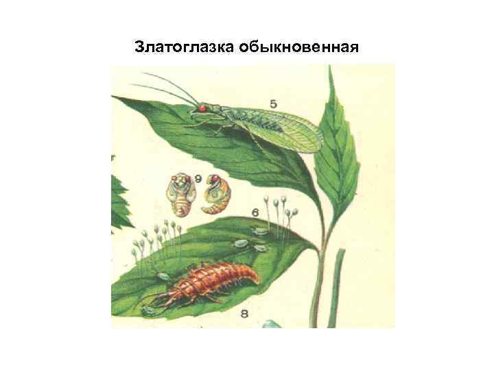 Златоглазка обыкновенная 