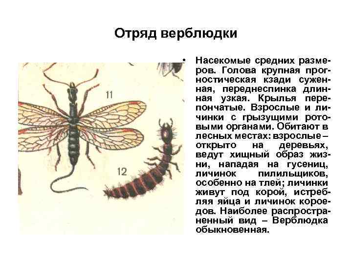 Отряд верблюдки • Насекомые средних размеров. Голова крупная прогностическая кзади суженная, переднеспинка длинная узкая.
