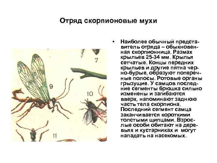 Отряд скорпионовые мухи • Наиболее обычный представитель отряда – обыкновенная скорпионница. Размах крыльев 25