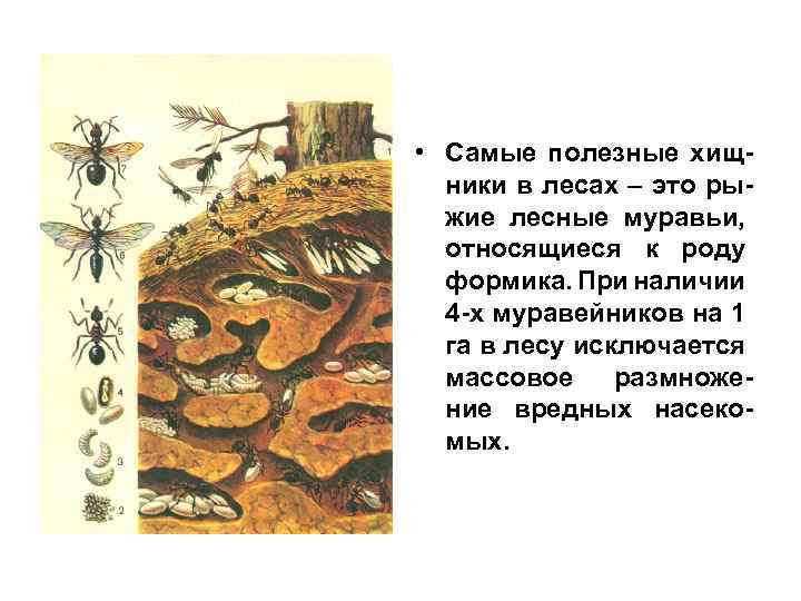  • Самые полезные хищники в лесах – это рыжие лесные муравьи, относящиеся к