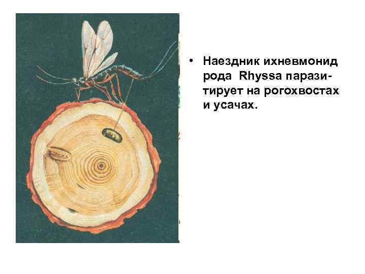  • Наездник ихневмонид рода Rhyssa паразитирует на рогохвостах и усачах. 