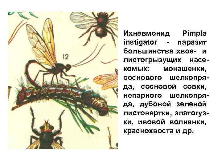  • Ихневмонид Pimpla instigator - паразит большинства хвое- и листогрызущих насекомых: монашенки, соснового