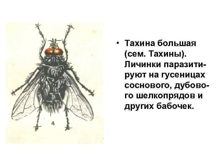  • Тахина большая (сем. Тахины). Личинки паразитируют на гусеницах соснового, дубового шелкопрядов и