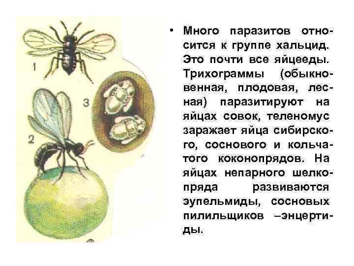  • Много паразитов относится к группе хальцид. Это почти все яйцееды. Трихограммы (обыкновенная,