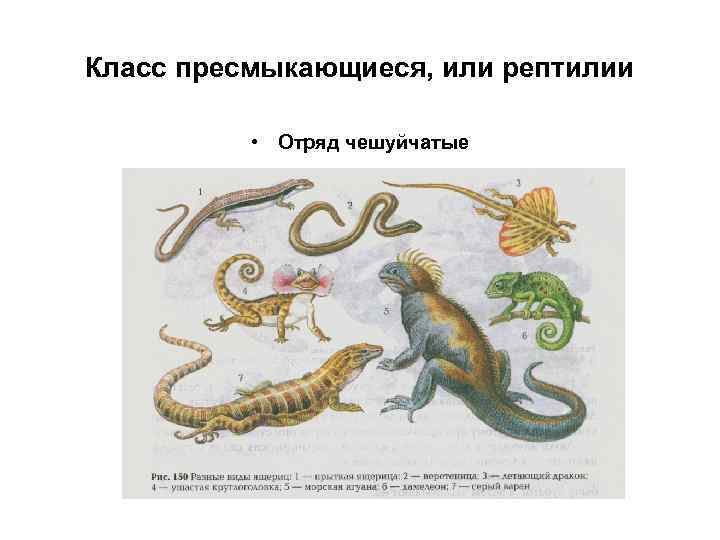 Класс пресмыкающиеся, или рептилии • Отряд чешуйчатые 