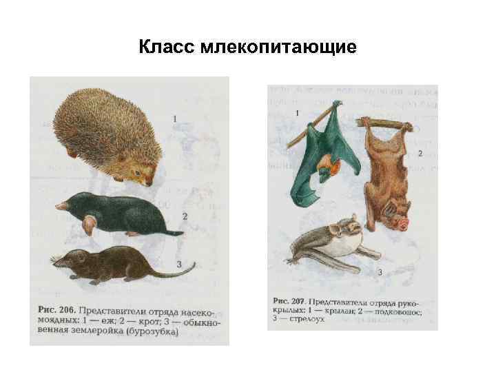 Класс млекопитающие 