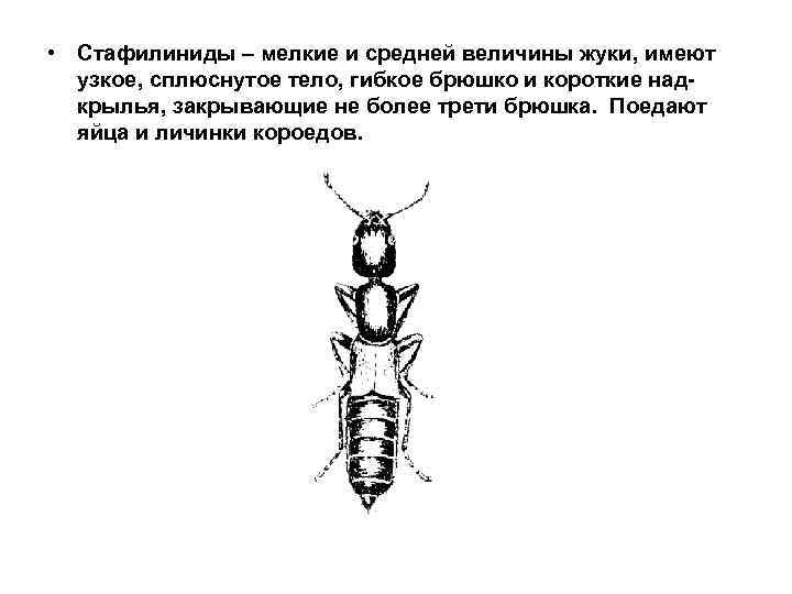  • Стафилиниды – мелкие и средней величины жуки, имеют узкое, сплюснутое тело, гибкое