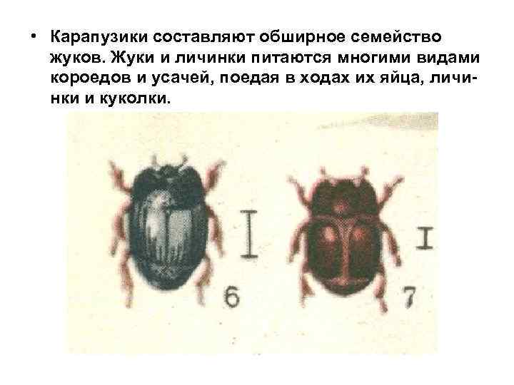  • Карапузики составляют обширное семейство жуков. Жуки и личинки питаются многими видами короедов