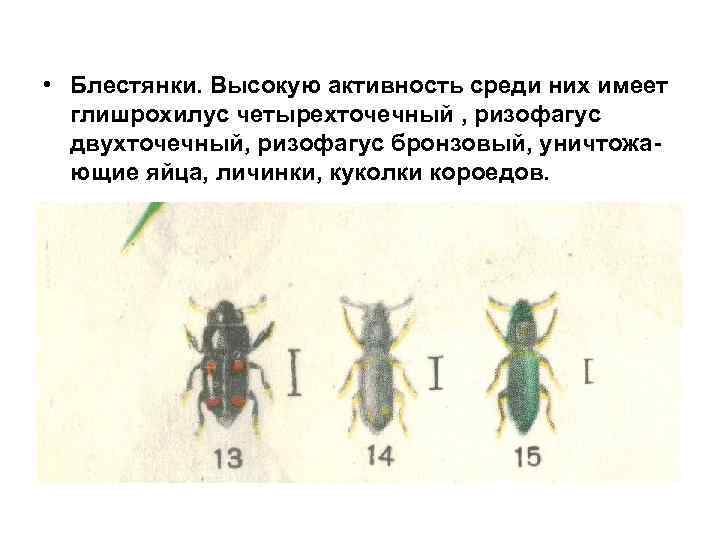  • Блестянки. Высокую активность среди них имеет глишрохилус четырехточечный , ризофагус двухточечный, ризофагус
