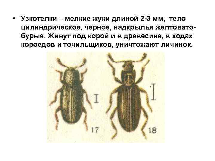  • Узкотелки – мелкие жуки длиной 2 -3 мм, тело цилиндрическое, черное, надкрылья