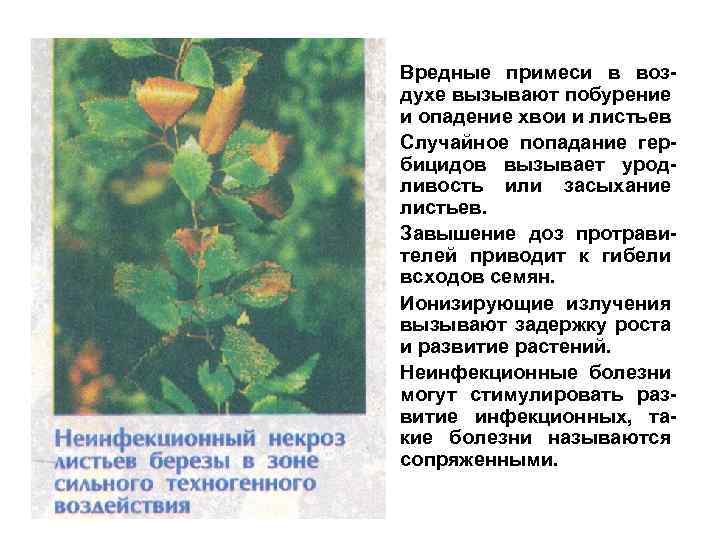  • Вредные примеси в воздухе вызывают побурение и опадение хвои и листьев •