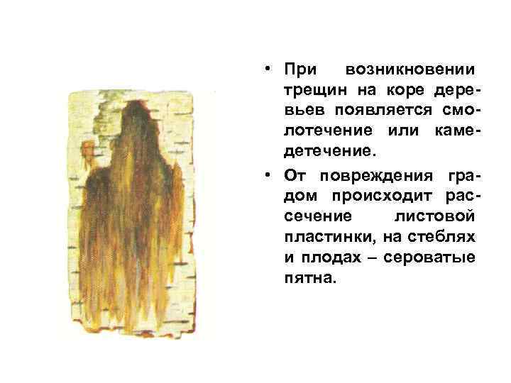  • При возникновении трещин на коре деревьев появляется смолотечение или камедетечение. • От
