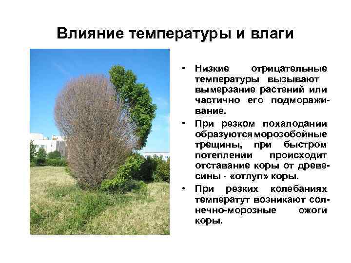 Влияние температуры и влаги • Низкие отрицательные температуры вызывают вымерзание растений или частично его