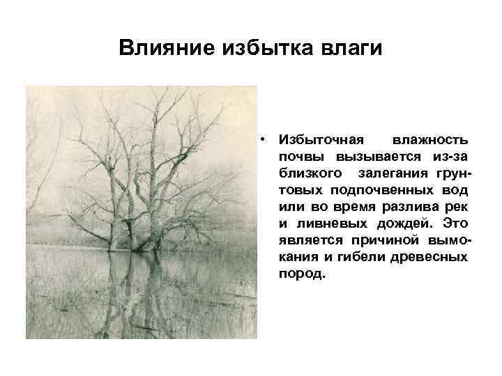 Влияние избытка влаги • Избыточная влажность почвы вызывается из-за близкого залегания грунтовых подпочвенных вод