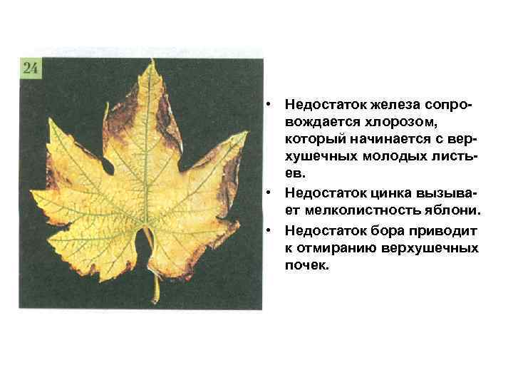  • Недостаток железа сопровождается хлорозом, который начинается с верхушечных молодых листьев. • Недостаток