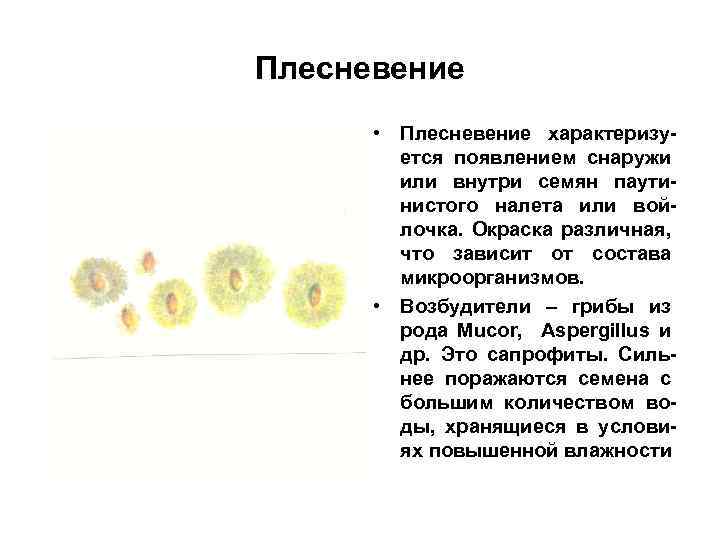 Плесневение • Плесневение характеризуется появлением снаружи или внутри семян паутинистого налета или войлочка. Окраска