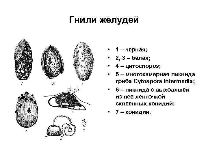 Гнили желудей • • 1 – черная; 2, 3 – белая; 4 – цитоспороз;