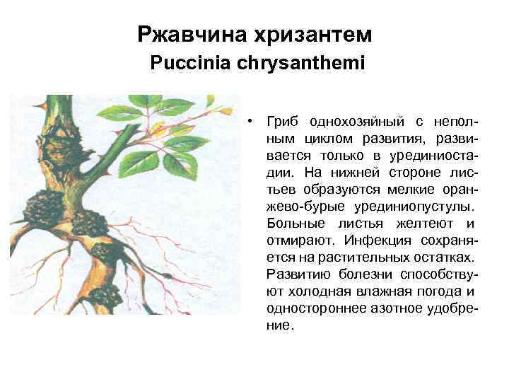 Ржавчина хризантем Puccinia chrysanthemi • Гриб однохозяйный с неполным циклом развития, развивается только в