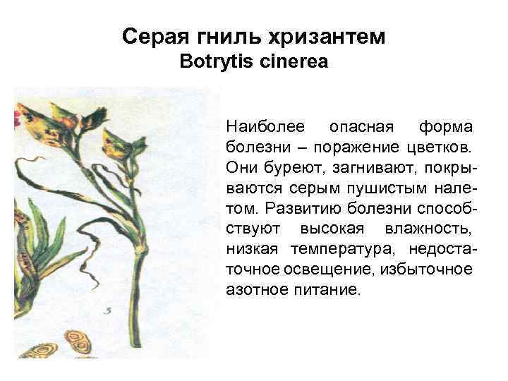 Серая гниль хризантем Botrytis cinerea • Наиболее опасная форма болезни – поражение цветков. Они