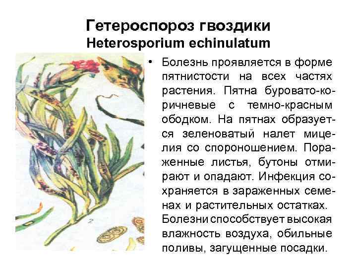 Гетероспороз гвоздики Heterosporium echinulatum • Болезнь проявляется в форме пятнистости на всех частях растения.