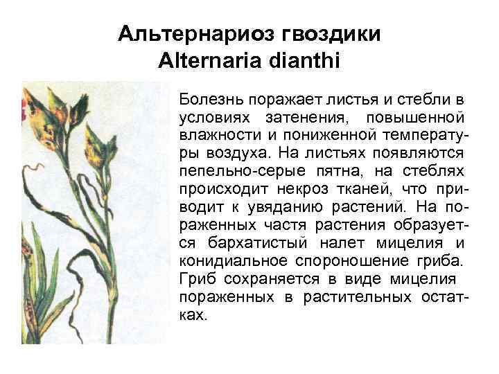 Альтернариоз гвоздики Alternaria dianthi • Болезнь поражает листья и стебли в условиях затенения, повышенной