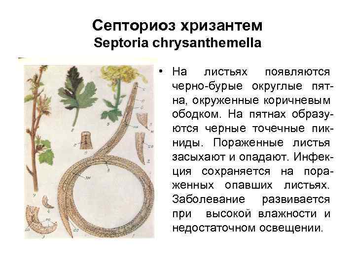 Септориоз хризантем Septoria chrysanthemella • На листьях появляются черно-бурые округлые пятна, окруженные коричневым ободком.