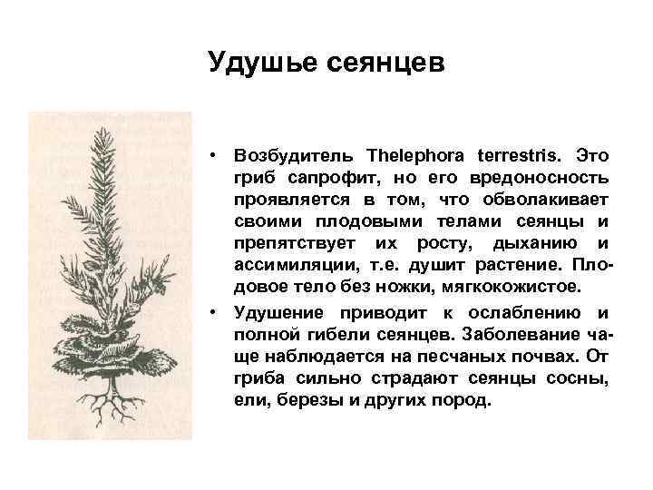 Удушье сеянцев • Возбудитель Thelephora terrestris. Это гриб сапрофит, но его вредоносность проявляется в