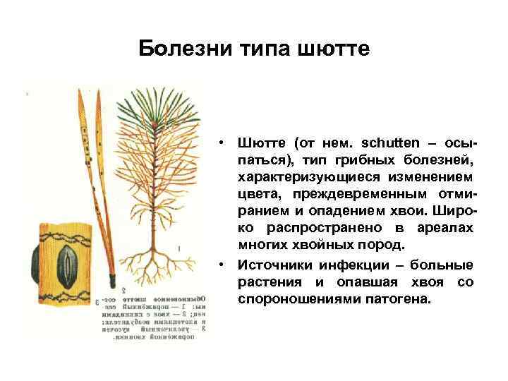 Болезни типа шютте • Шютте (от нем. schutten – осыпаться), тип грибных болезней, характеризующиеся