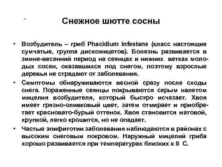 Cнежное шютте сосны • Возбудитель – гриб Phacidium infestans (класс настоящие сумчатые, группа дискомицетов).