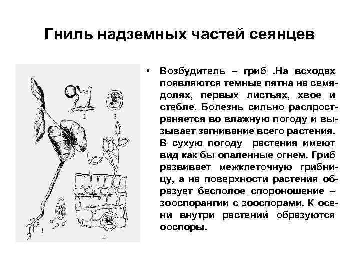 Гниль надземных частей сеянцев • Возбудитель – гриб. На всходах появляются темные пятна на