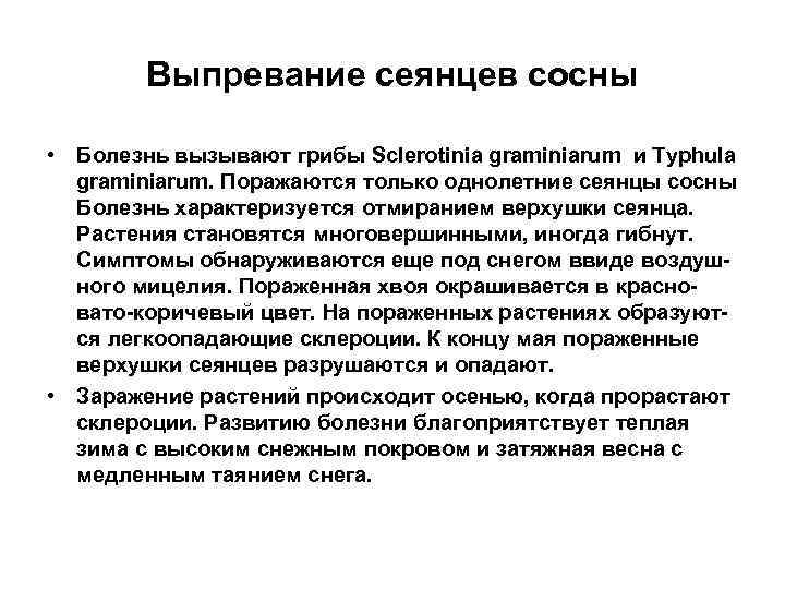 Выпревание сеянцев сосны • Болезнь вызывают грибы Sclerotinia graminiarum и Typhula graminiarum. Поражаются только