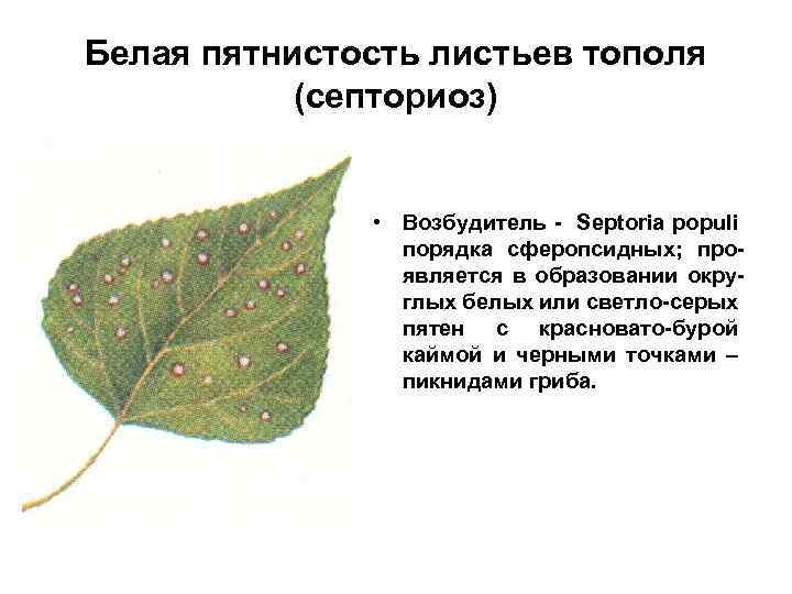 Белая пятнистость листьев тополя (септориоз) • Возбудитель - Septoria populi порядка сферопсидных; проявляется в