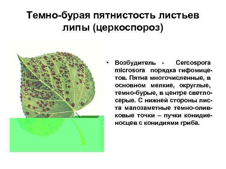 Темно-бурая пятнистость листьев липы (церкоспороз) • Возбудитель Cercospora microsora порядка гифомицетов. Пятна многочисленные, в