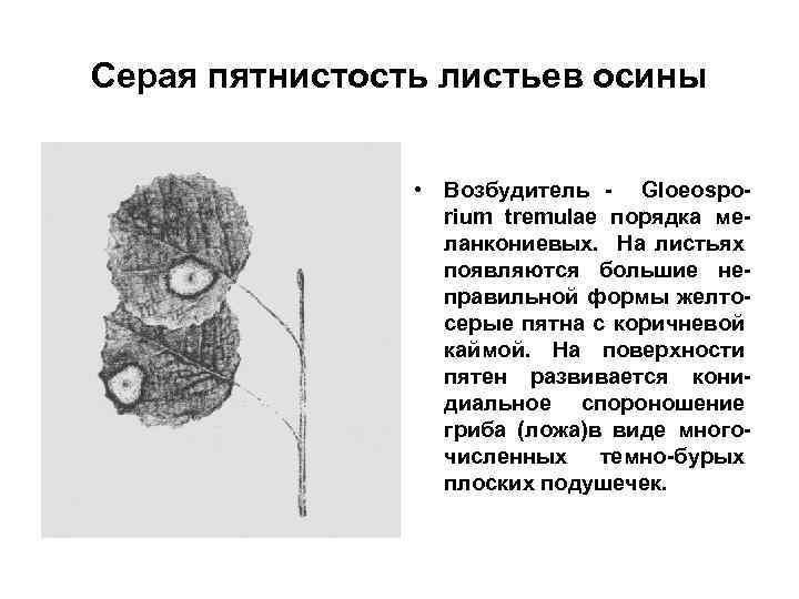 Серая пятнистость листьев осины • Возбудитель - Gloeosporium tremulae порядка меланкониевых. На листьях появляются