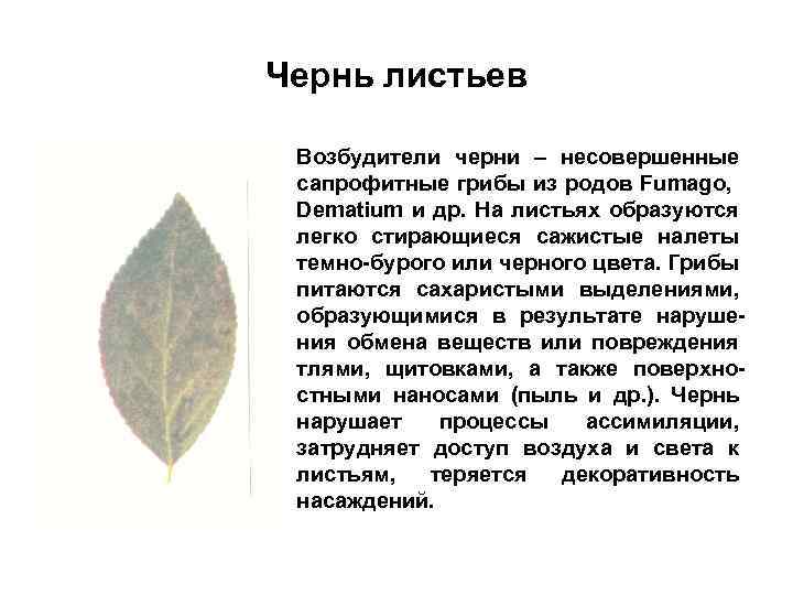 Чернь листьев • Возбудители черни – несовершенные сапрофитные грибы из родов Fumago, Dematium и