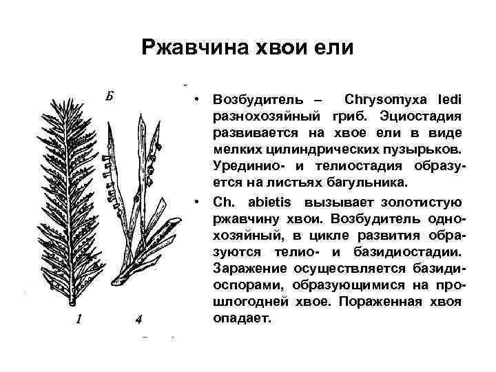 Ржавчина хвои ели • Возбудитель – Chrysomyxa ledi разнохозяйный гриб. Эциостадия развивается на хвое