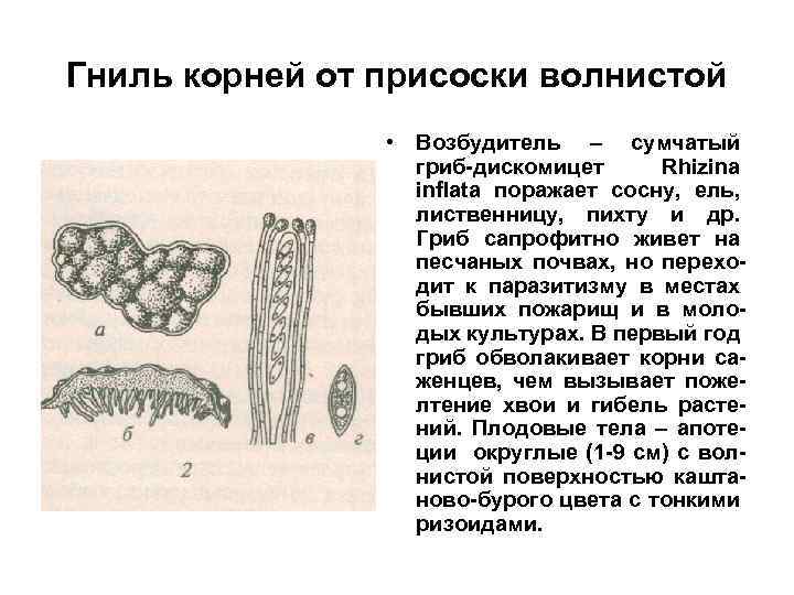 Гниль корней от присоски волнистой • Возбудитель – сумчатый гриб-дискомицет Rhizina inflata поражает сосну,